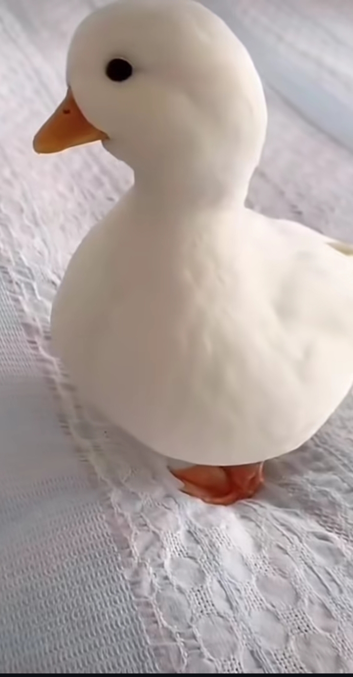 Çabuk şuna bakın çok şeker değil mi ya?