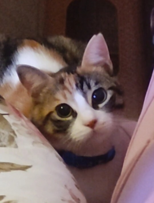 Kedi görünce neden böyle yamyamlaşıp ısırma isteği geliyor 😂?