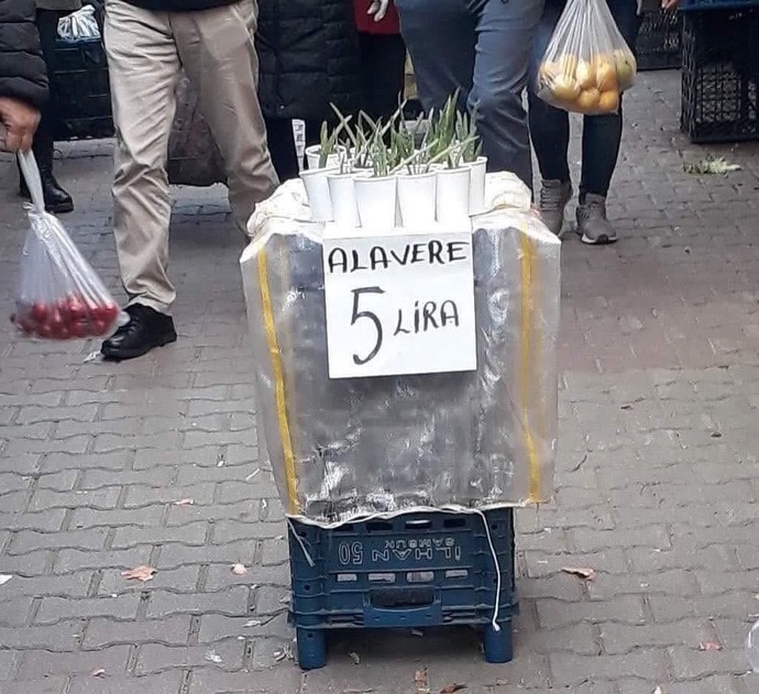 Aloe vera bitkisi yetiştirmeyen kaldı mı?