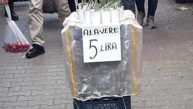 Aloe vera bitkisi yetiştirmeyen kaldı mı?