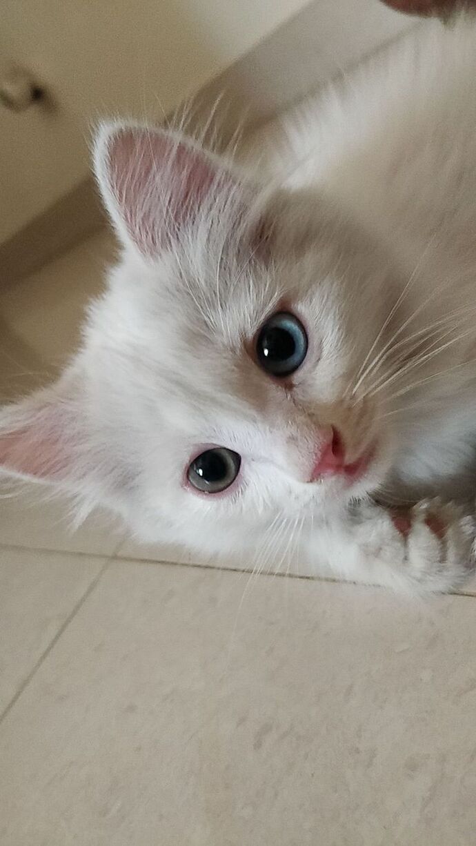 Bu tatlı kedi sizin olsaydı ona ne isim koyardınız 🐱?