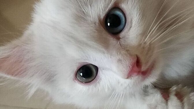 Bu tatlı kedi sizin olsaydı ona ne isim koyardınız 🐱?
