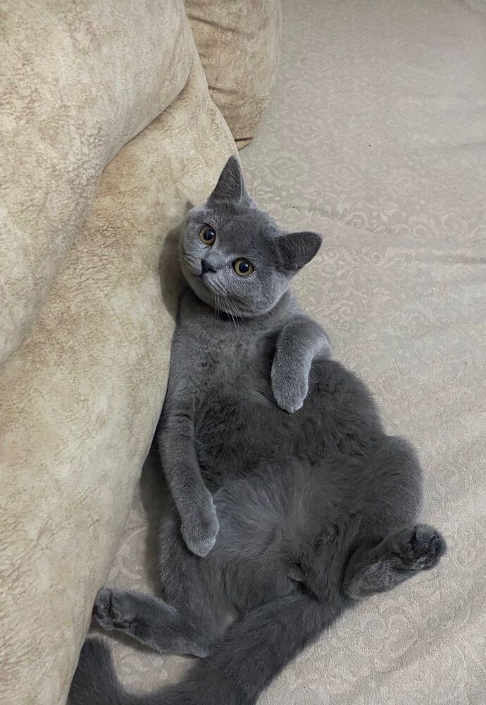 Kedimi nasıl işe sokabilirim, kediler için iş imkanı diye bir şey var mı 😂?