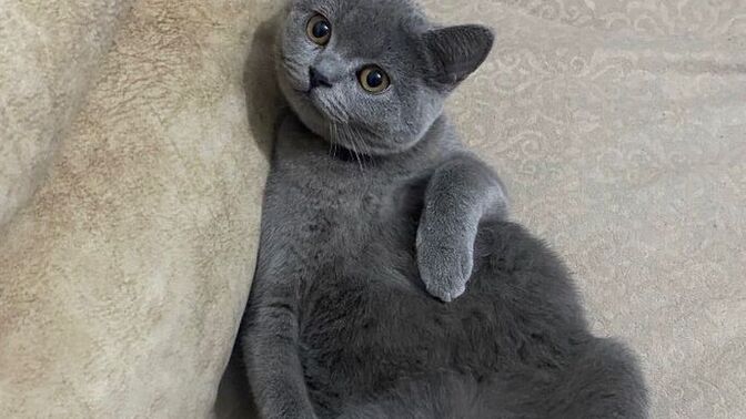 Kedimi nasıl işe sokabilirim, kediler için iş imkanı diye bir şey var mı 😂?
