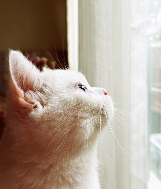 Kedi sever kadınlar tatlı mı yoksa yalnız mı?