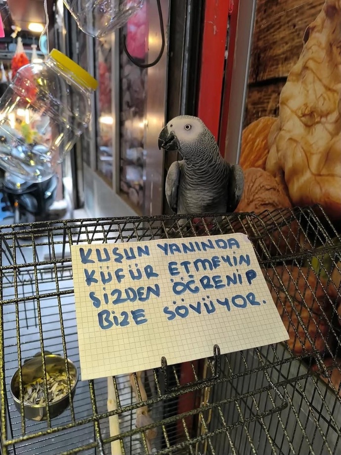 Papağanınız olsa ilk hangi komik cümleyi veya kelimeyi öğretirdiniz?