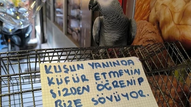Papağanınız olsa ilk hangi komik cümleyi veya kelimeyi öğretirdiniz?
