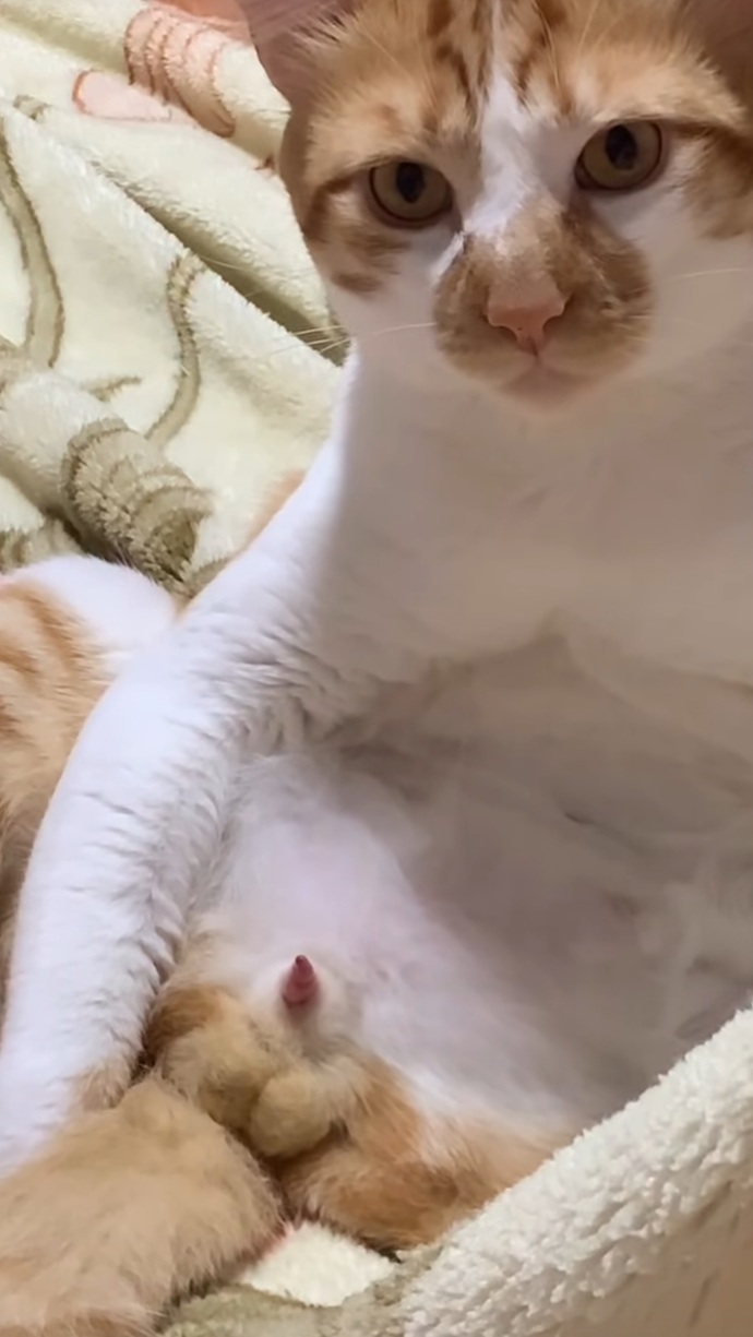 Kedim gerçekten çok tatlı değil mi ya, sizce de öyle mi 😻?
