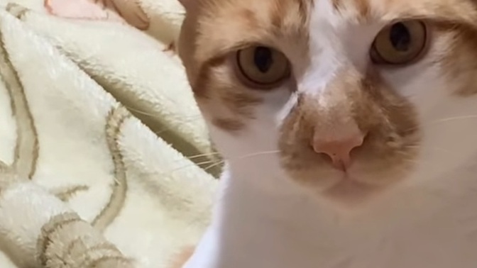 Kedim gerçekten çok tatlı değil mi ya, sizce de öyle mi 😻?