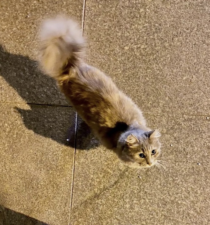 Gördüğünüz her kediyi 🐈 sevme gibi huyunuz 🫠 var mı?