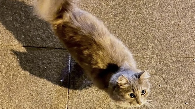 Gördüğünüz her kediyi 🐈 sevme gibi huyunuz 🫠 var mı?