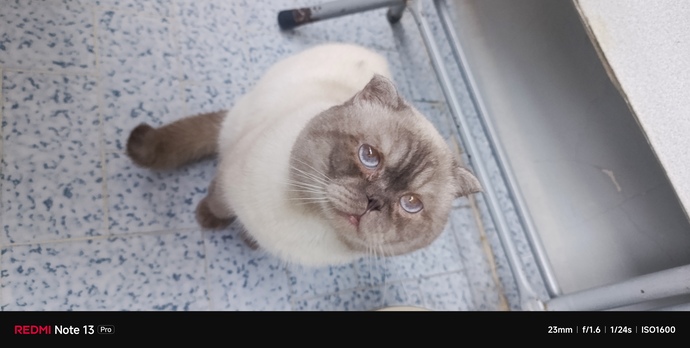 Scottish Fold erkek kedimi kısırlaştırmadan önce kontrollü çiftleştirmek mantıklı mı, nelere dikkat etmeliyim?