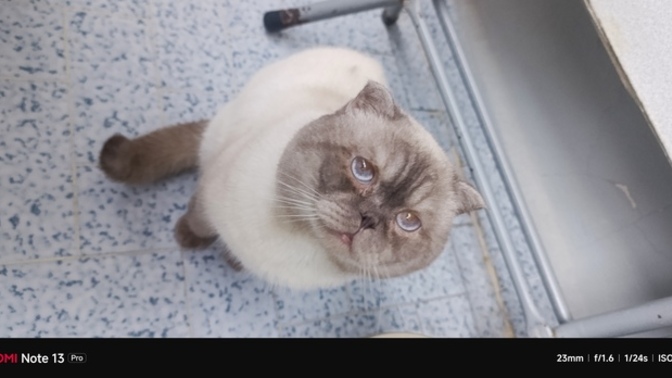 Scottish Fold erkek kedimi kısırlaştırmadan önce kontrollü çiftleştirmek mantıklı mı, nelere dikkat etmeliyim?