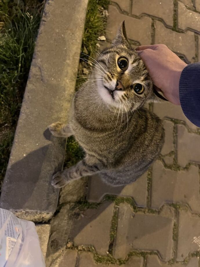 Sokaktaki hayvanları düzenli besliyor musunuz, mama su bırakan var mı 🐶🐱?