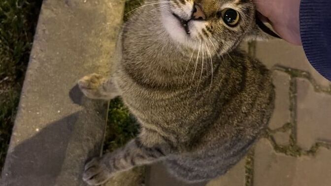 Sokaktaki hayvanları düzenli besliyor musunuz, mama su bırakan var mı 🐶🐱?