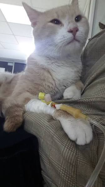 Serum takılırken fotoğraf paylaştınız mı, hasta hali story atmak sizce ilgi çeker mi 😂?