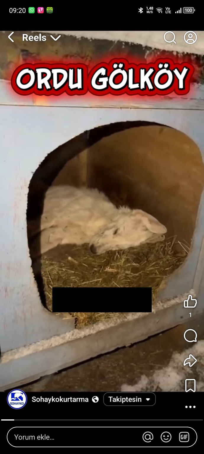 Güzel mi köpeksiz sokaklar?