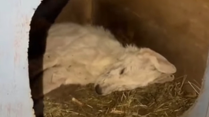 Güzel mi köpeksiz sokaklar?