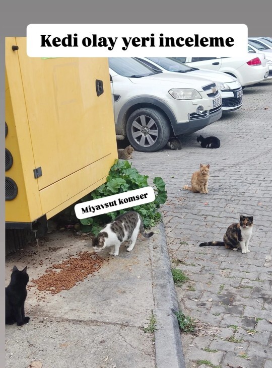 Hayvanları sevmeyen birisiyle arkadaş olabilir misiniz?