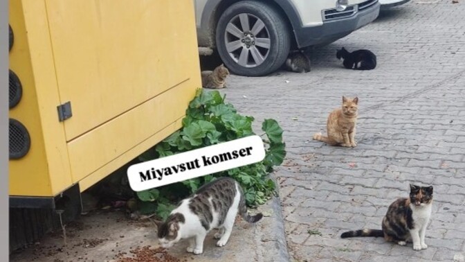 Hayvanları sevmeyen birisiyle arkadaş olabilir misiniz?