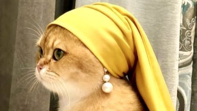 İnci küpeli kız tablosundan sonra inci küpeli kedi akımı sizce nasıl 😺?