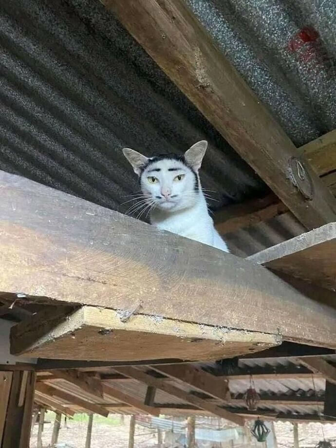 Sizce kedim tatlı mı?
