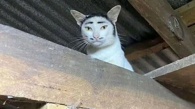 Sizce kedim tatlı mı?