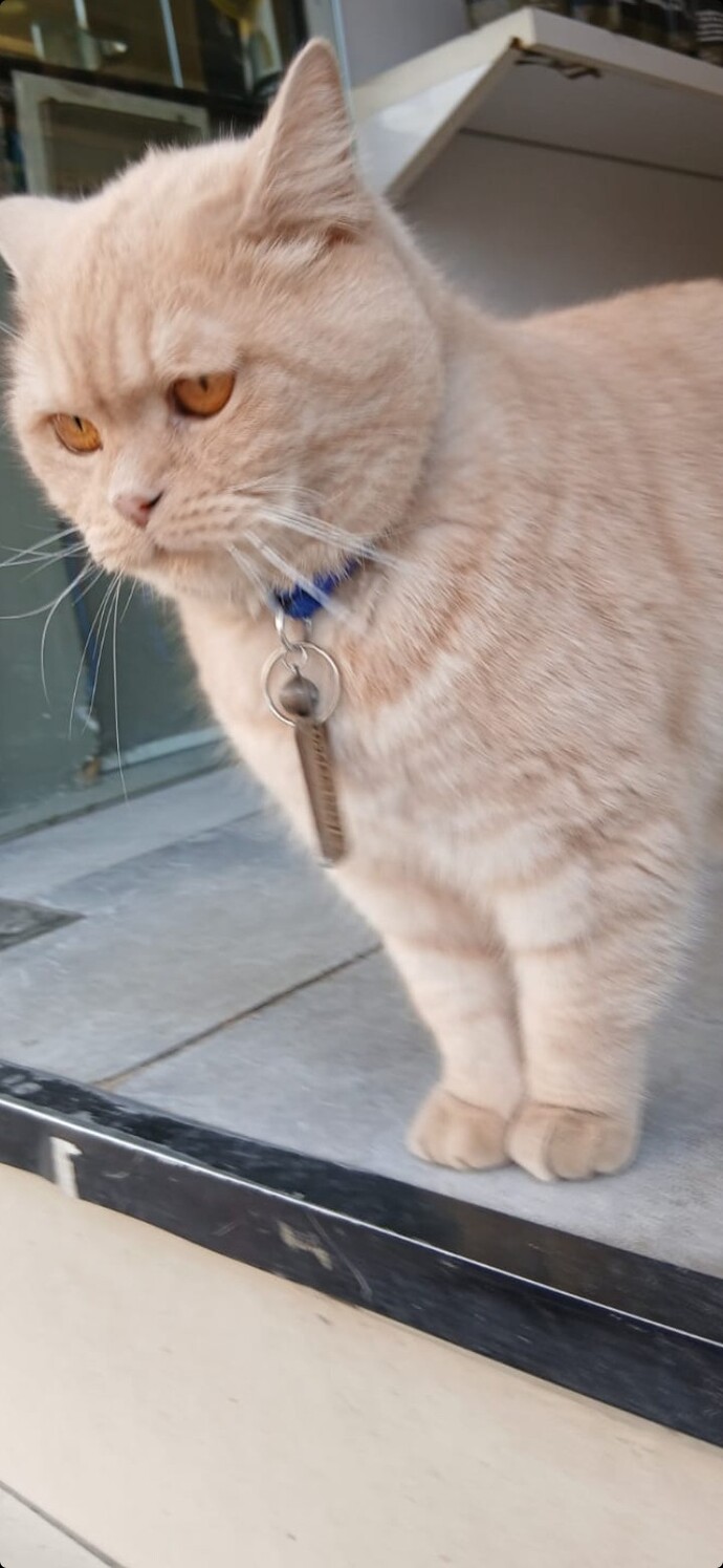 Bu kedinin gözleri hangi renk 😻?