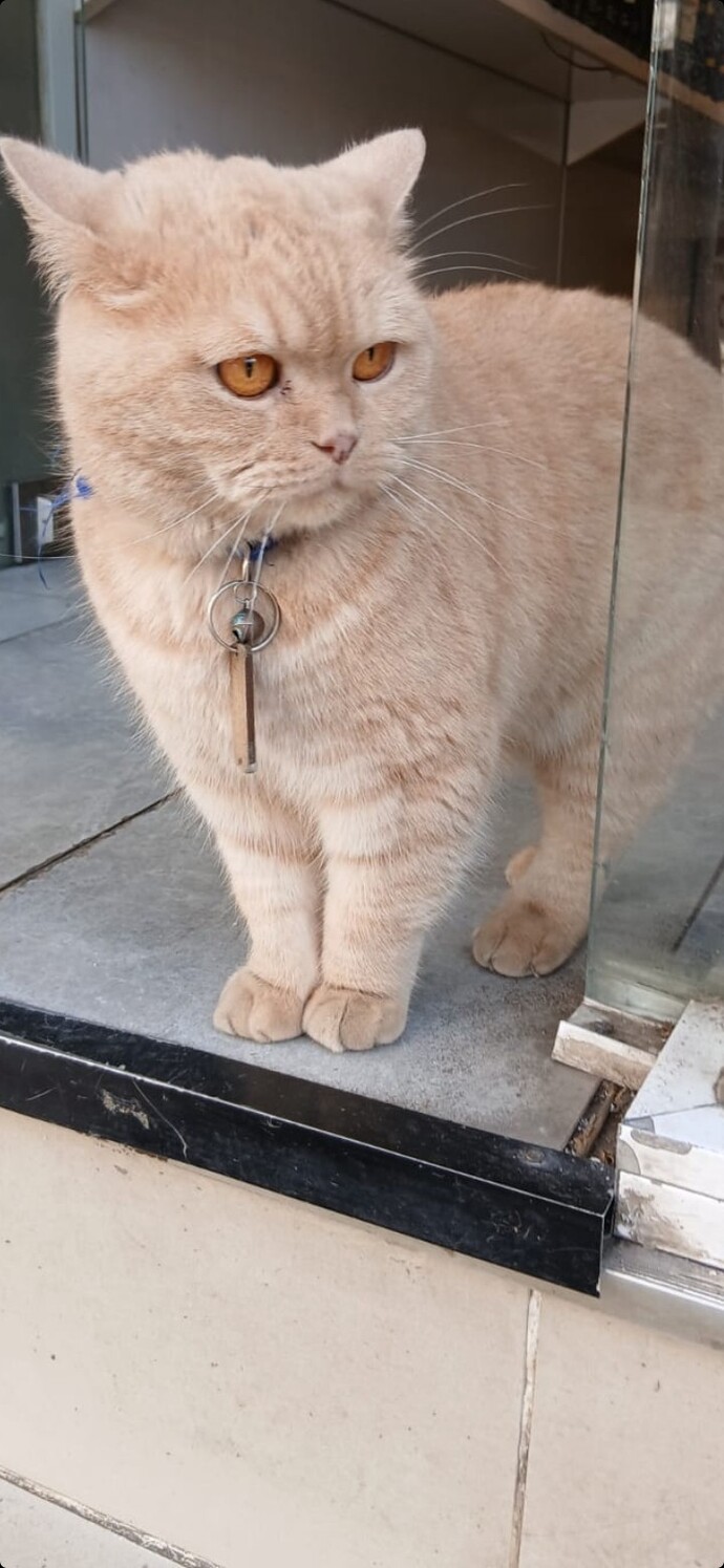 Bu kedinin gözleri hangi renk 😻?