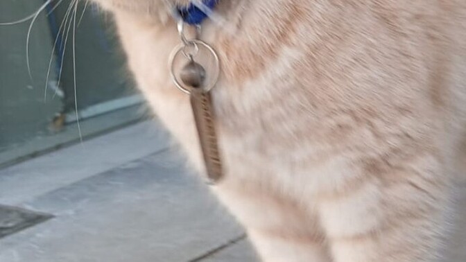 Bu kedinin gözleri hangi renk 😻?