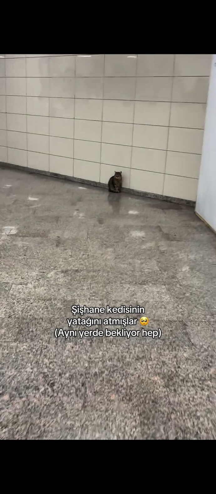 Ey İnsanoğlu!.. Sokak hayvanlarına neden eziyet ediyorsunuz?