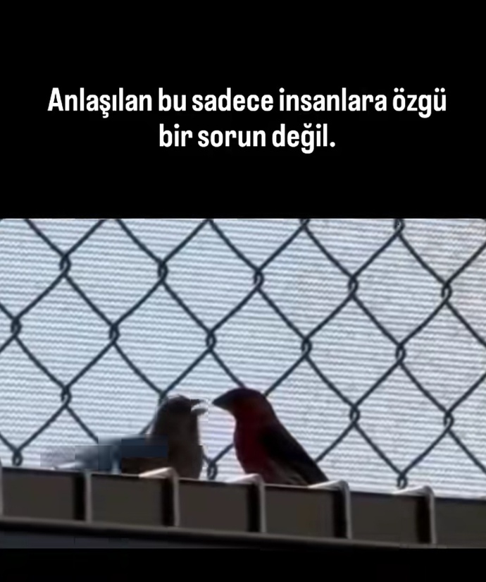 Sizce bu erkek kuş ne suç işlemiş olabilir de dişisi buna kızıyor?