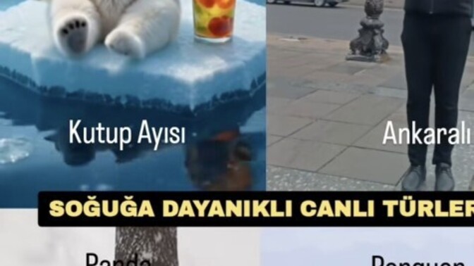 Soğuğa dayanıklı canlı türleri nelerdir?