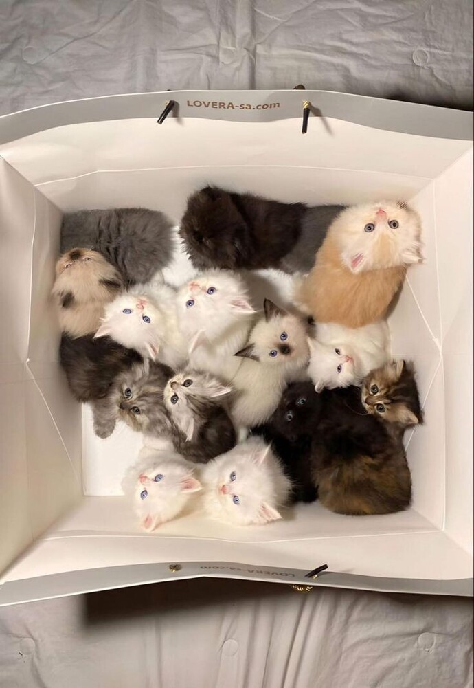 Sabah bu kedi dolu çantayı kapında bulsan ne yapardın?