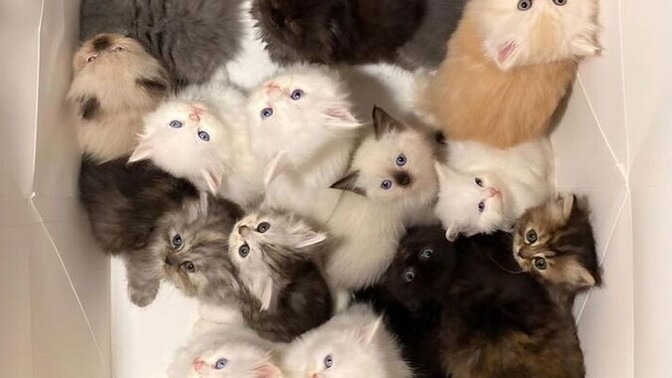 Sabah bu kedi dolu çantayı kapında bulsan ne yapardın?