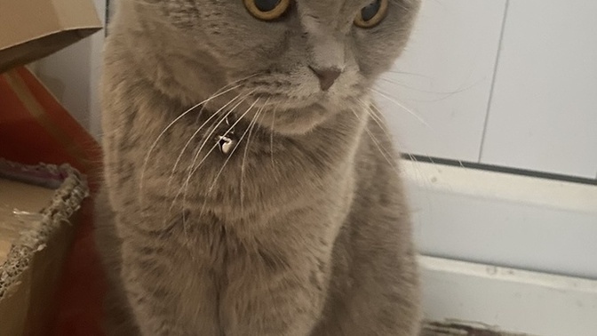 Evcil hayvanınız size duygu sömürüsü yapıyor mu?
