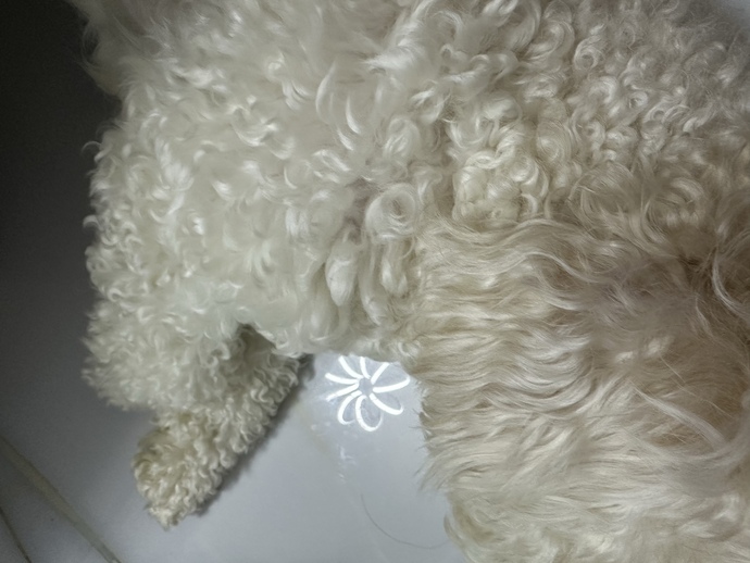 Banim bu köpeğe yaptığım fedakarlığı kimse yapmaz🤯?