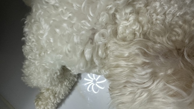 Banim bu köpeğe yaptığım fedakarlığı kimse yapmaz🤯?
