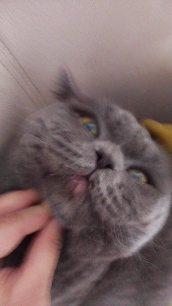 Benim kedi 2. Kattan düştü şu an veterinere gitmeli miyiz?