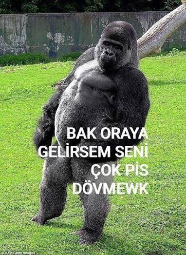 Kız hesabı açıp kızların paylaşımlarının altına sapıklık yapanlar neyin kafasını yaşıyor?