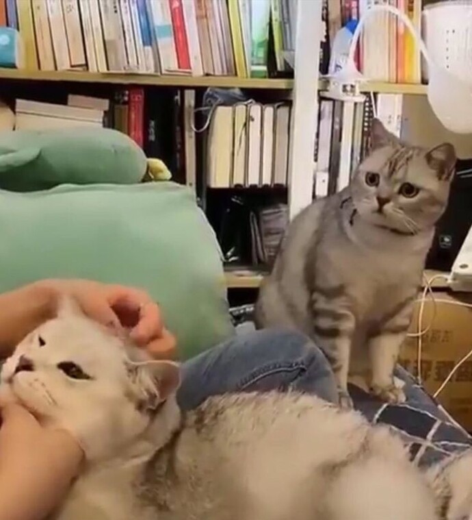 Kediler kıskanç mıdır?