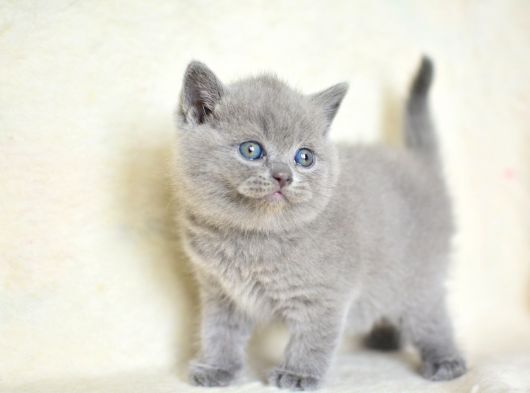Hayvanları gerçekten sevenler burada mı, kedi köpek manyakları nerede 😅🐾?