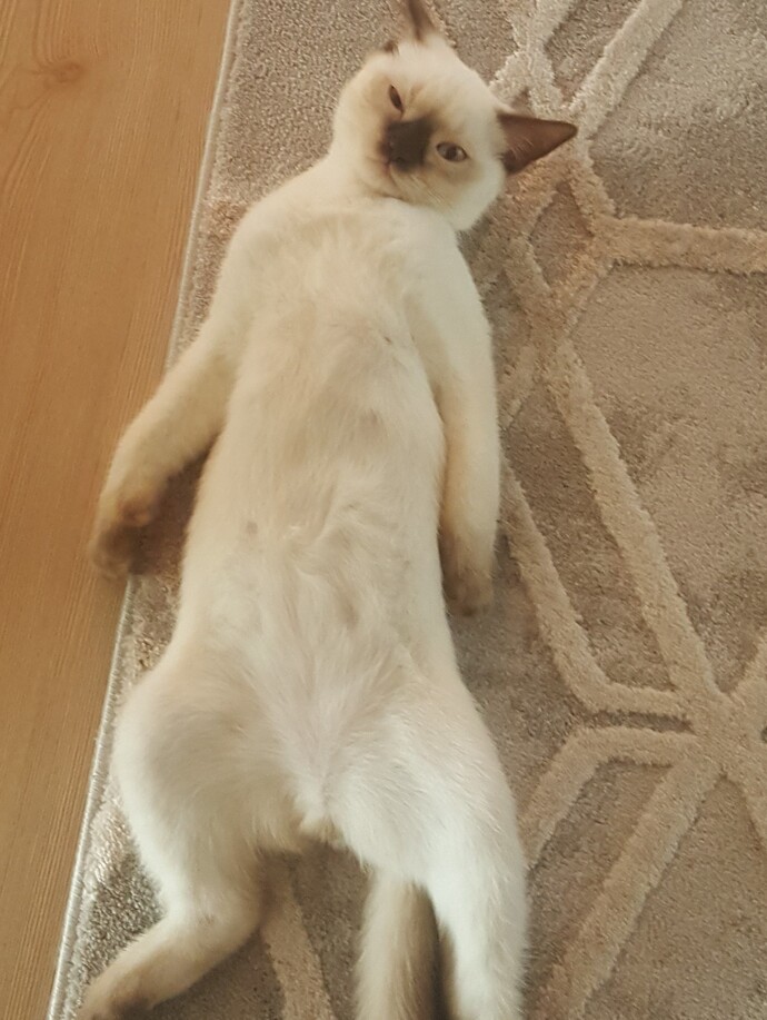 Hayvanları gerçekten sevenler burada mı, kedi köpek manyakları nerede 😅🐾?