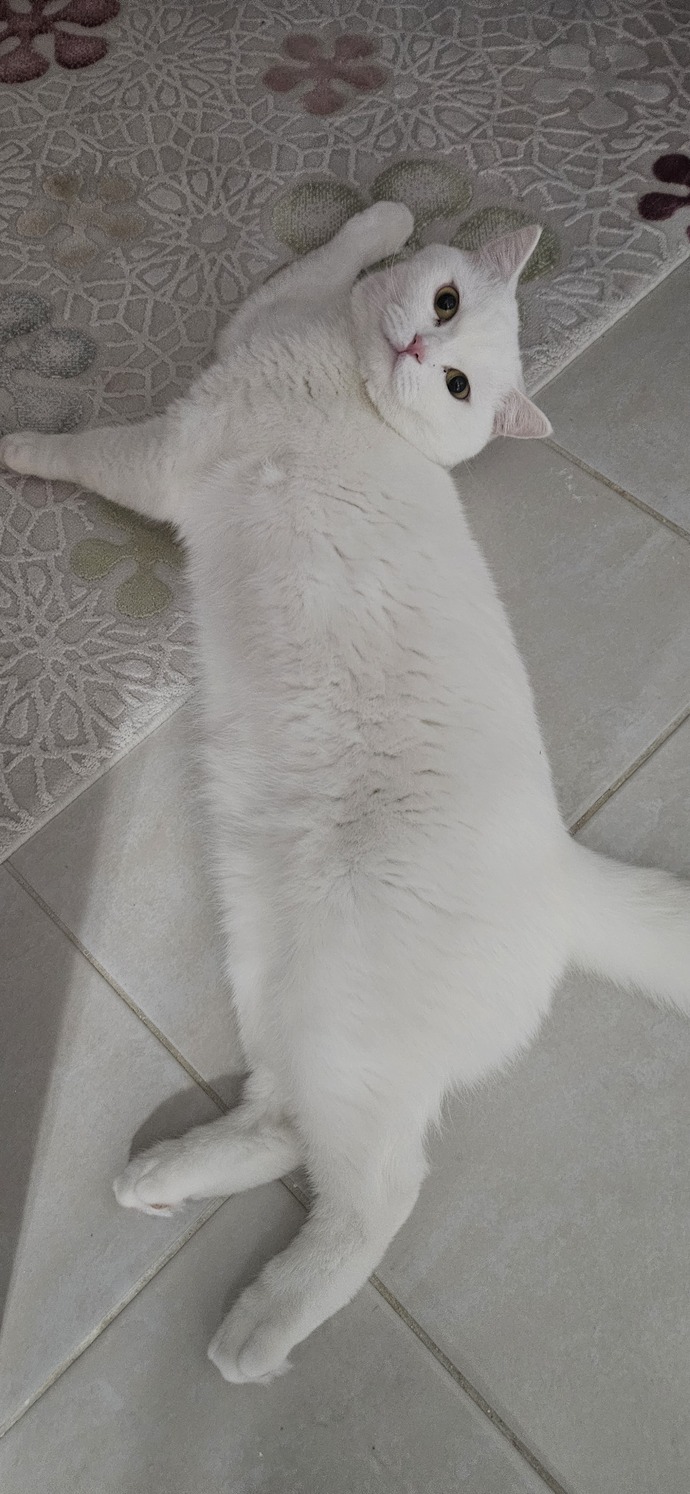 Yolun ortasında yatiyor gene benim şapşikim :)))
