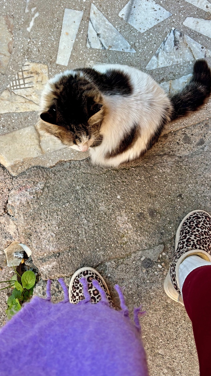 Kediler ile aranız nasıl 😂🐈?