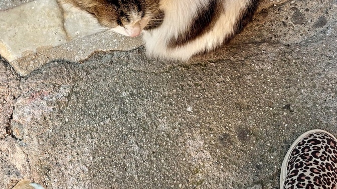 Kediler ile aranız nasıl 😂🐈?