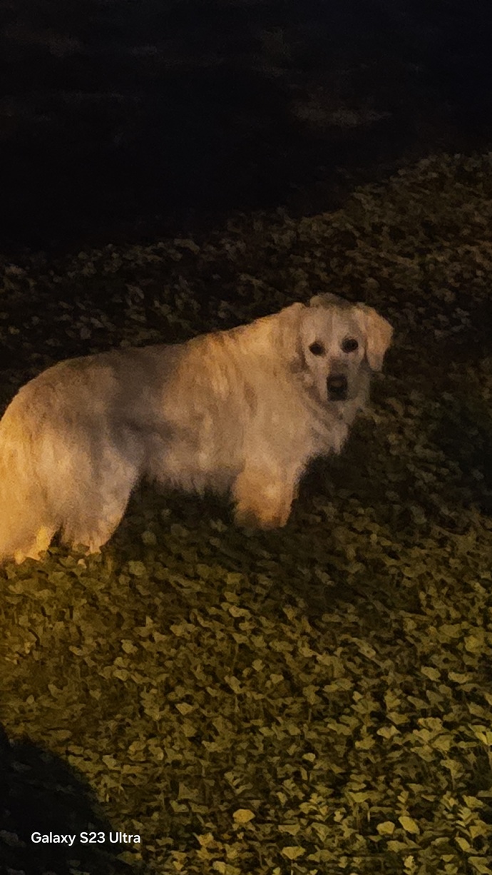 Sokakta aniden kocaman bir köpek görünce, yolunuzu değiştirir misiniz?