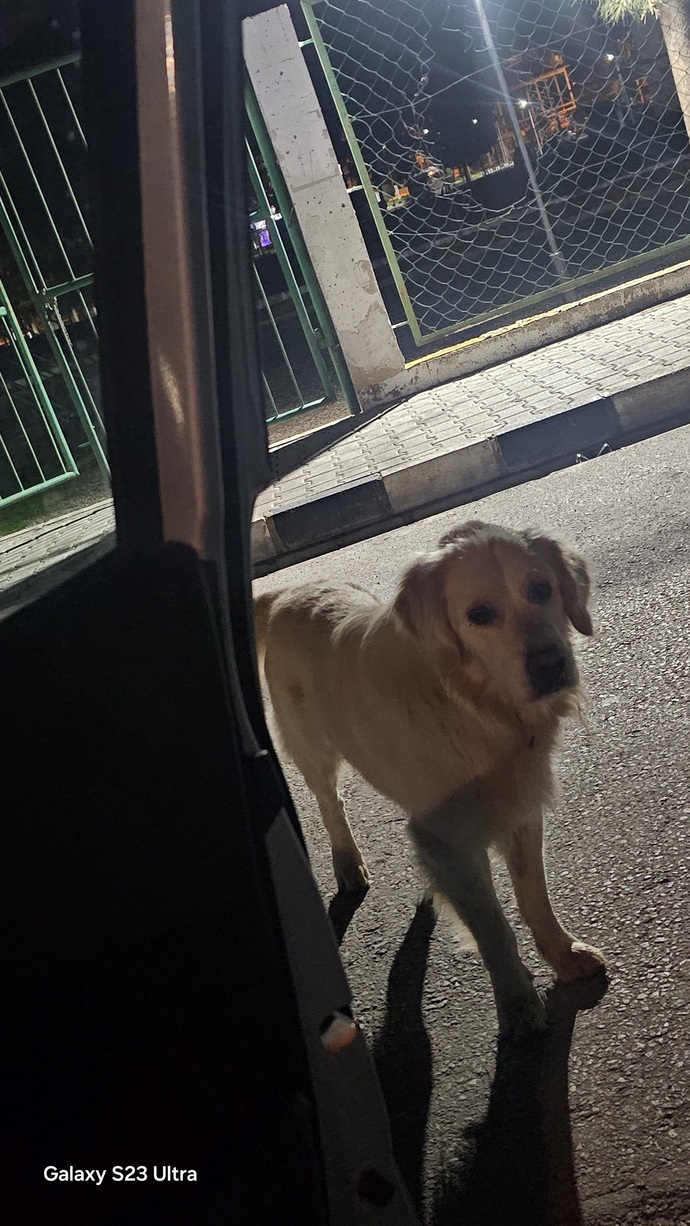 Sokakta aniden kocaman bir köpek görünce, yolunuzu değiştirir misiniz?