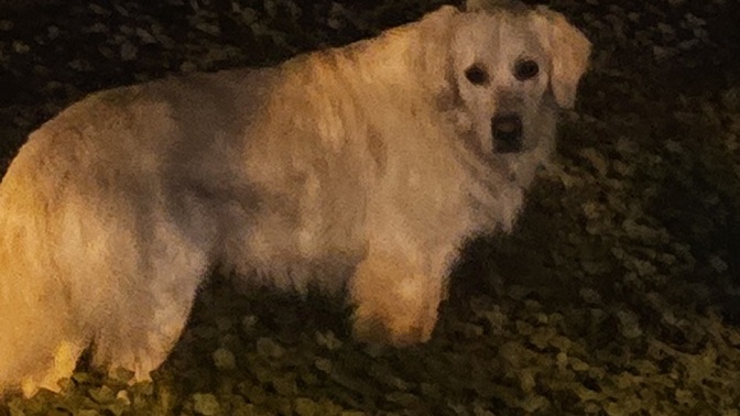 Sokakta aniden kocaman bir köpek görünce, yolunuzu değiştirir misiniz?
