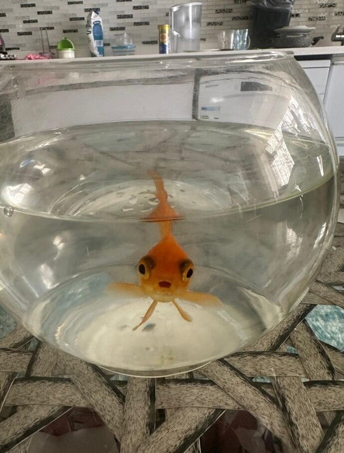 Akşam yemeğim nasıl?